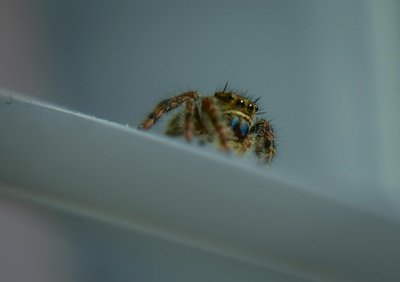 House Spider